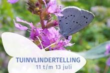 Boomblauwtje - Kars Veling
