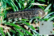  Een van de twee rupsen met als inzetje de keutels waarmee ze zich hebben verraden. ©Annette van Berkel