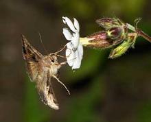 Gamma-uil op avondkoekoeksbloem © Jurriën van Deijk