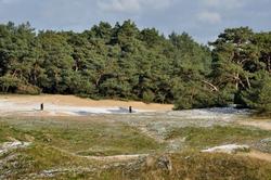 Wekeromse Zand wandelen in de winter