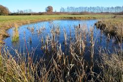 Vossenbroek ven in de winter
