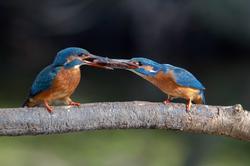 ijsvogels balts