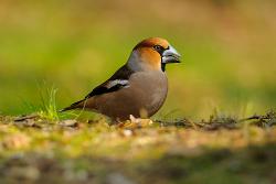 appelvink