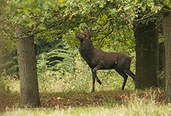 edelhert tijdens de bronst