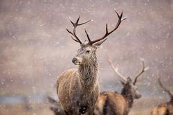 hert in de sneeuw
