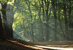 zonnestralen in het bos op landgoed Hoekelum