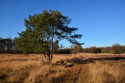 winters landschap Klein Bylaer