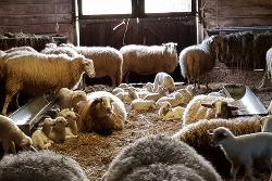 lammetjes en schapen in de kooi in de Loenermark