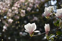 magnolia